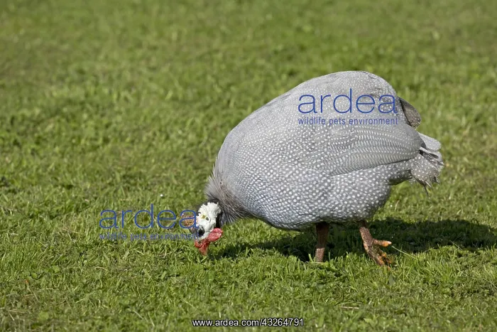 : Domesticated Helmeted guineafowl Numida meleagri : Domesticated Helmeted guineafowl Numida meleagri