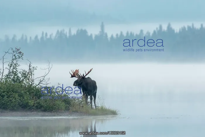 : Dominant bull moose standing on a lakeshore duri : Dominant bull moose standing on a lakeshore duri