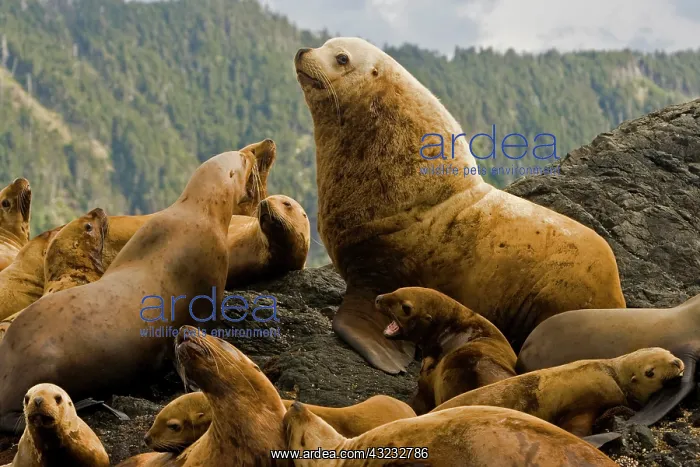 : Dominant bull steller sea lion on rookery : Dominant bull steller sea lion on rookery
