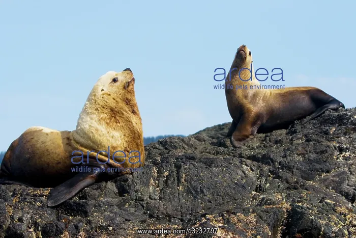 : Dominant bull steller sea lion on rookery : Dominant bull steller sea lion on rookery