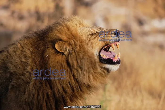 : Lion. A dominant male Lion (Panthera leo) displaying flehmen behavior : Lion. A dominant male Lion (Panthera leo) displaying flehmen behavior