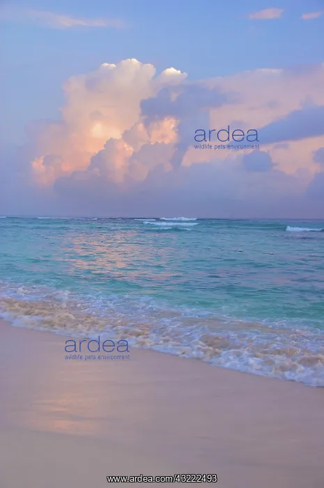 : Dominican Republic, Caribbean, Punta Cana : Dominican Republic, Caribbean, Punta Cana