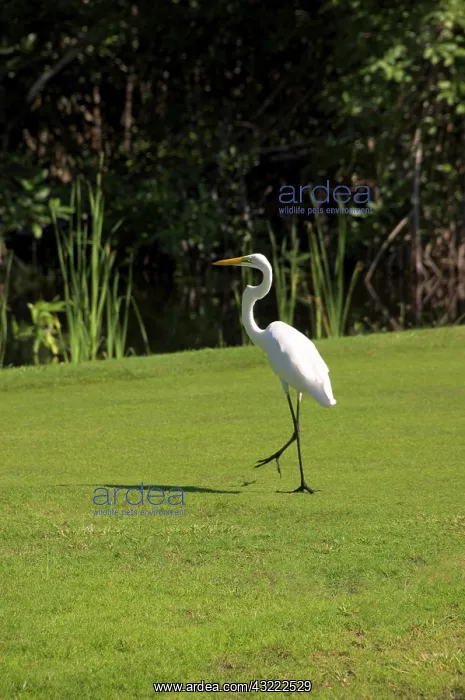 : Dominican Republic, Caribbean, Punta Cana : Dominican Republic, Caribbean, Punta Cana