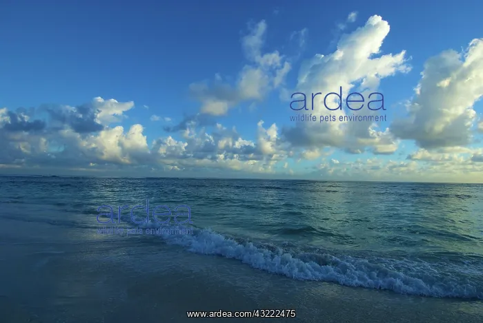 : Dominican Republic, La Altagracia, Punta : Dominican Republic, La Altagracia, Punta