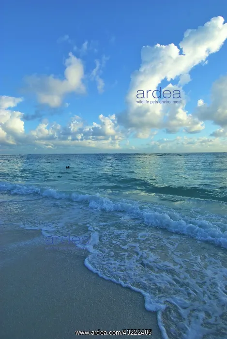 : Dominican Republic, La Altagracia, Punta : Dominican Republic, La Altagracia, Punta