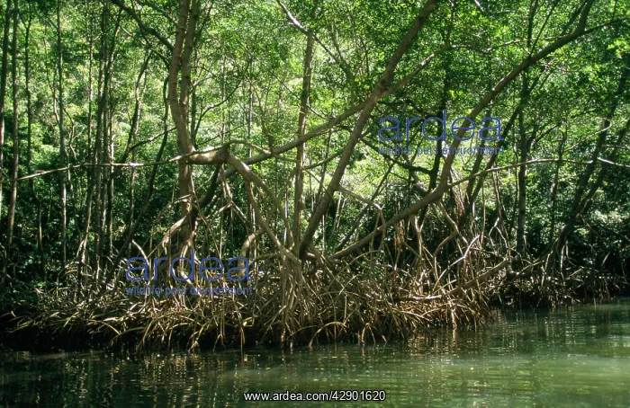 : Dominican Republic - mangrove : Dominican Republic - mangrove