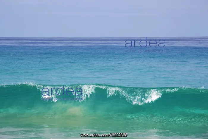 : Dominican Republic, North Coast, Abreu : Dominican Republic, North Coast, Abreu