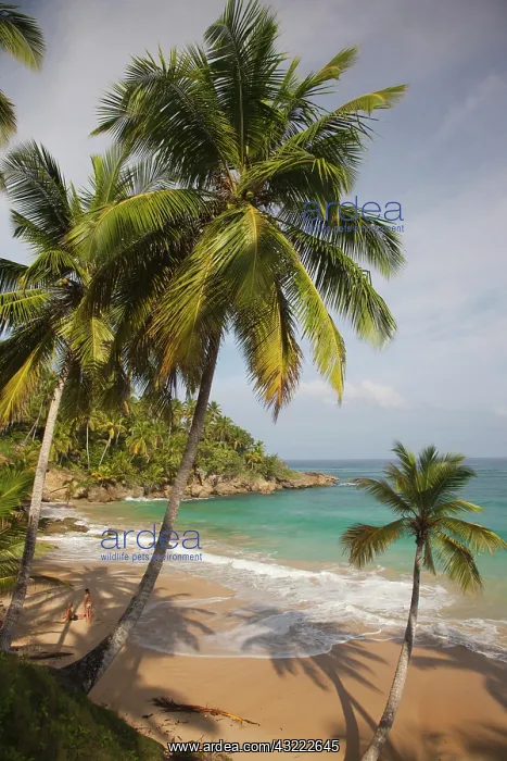 : Dominican Republic, North Coast, Abreu : Dominican Republic, North Coast, Abreu