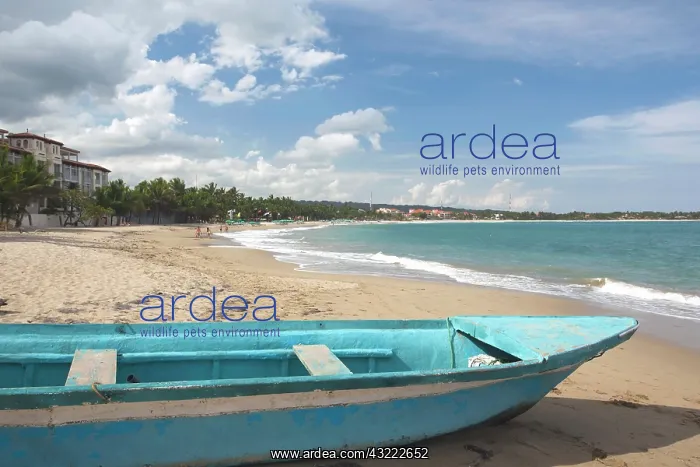 : Dominican Republic, North Coast, Cabarete : Dominican Republic, North Coast, Cabarete