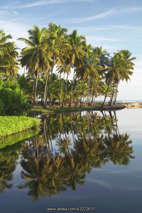 : Dominican Republic, North Coast, Nagua : Dominican Republic, North Coast, Nagua
