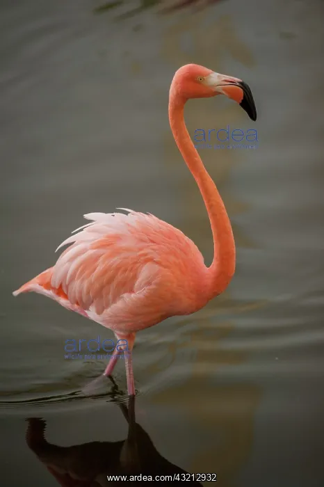  : Dominican Republic, Punta Cana, Higuey