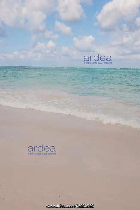 : Dominican Republic, Punta Cana, Higuey : Dominican Republic, Punta Cana, Higuey