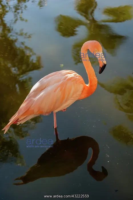 : Dominican Republic, Punta Cana, Higuey : Dominican Republic, Punta Cana, Higuey