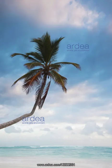 : Dominican Republic, Punta Cana Region, Bavaro : Dominican Republic, Punta Cana Region, Bavaro