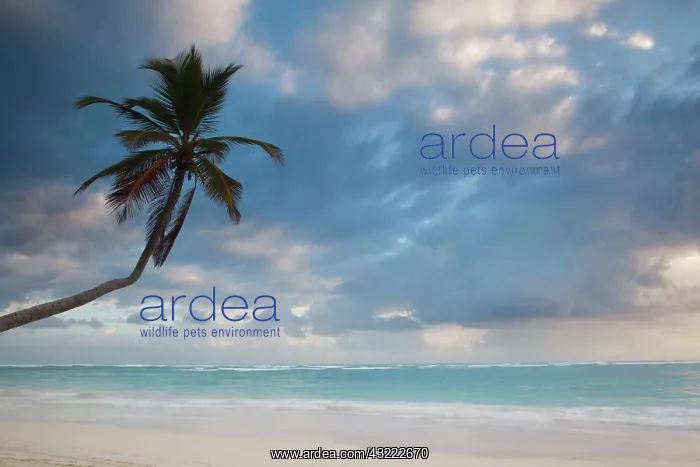  : Dominican Republic, Punta Cana Region, Bavaro