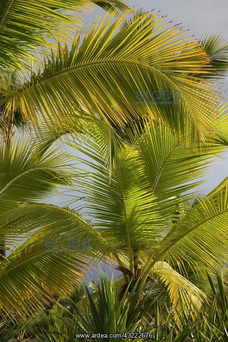 : Dominican Republic, Punta Cana Region, Bavaro : Dominican Republic, Punta Cana Region, Bavaro