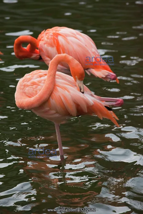 : Dominican Republic, Punta Cana Region, Bavaro : Dominican Republic, Punta Cana Region, Bavaro