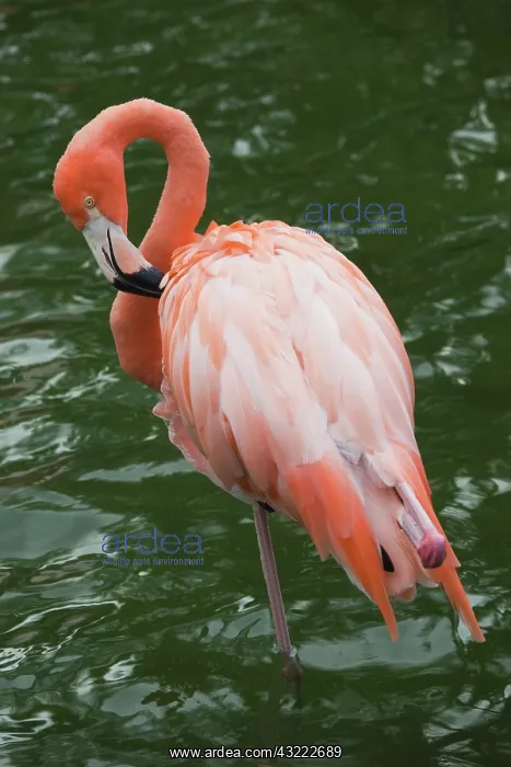 : Dominican Republic, Punta Cana Region, Bavaro : Dominican Republic, Punta Cana Region, Bavaro