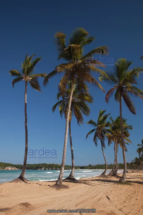: Dominican Republic, Punta Cana Region, El : Dominican Republic, Punta Cana Region, El