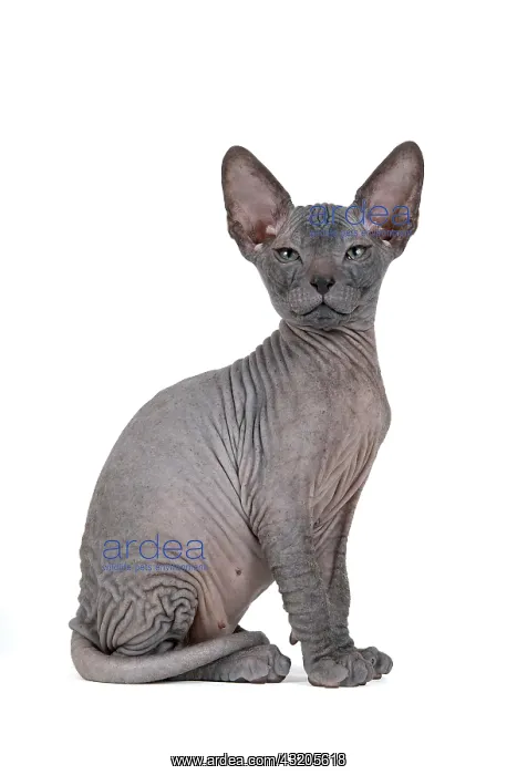 : Don Sphynx kitten, 8 weeks, Black : Don Sphynx kitten, 8 weeks, Black