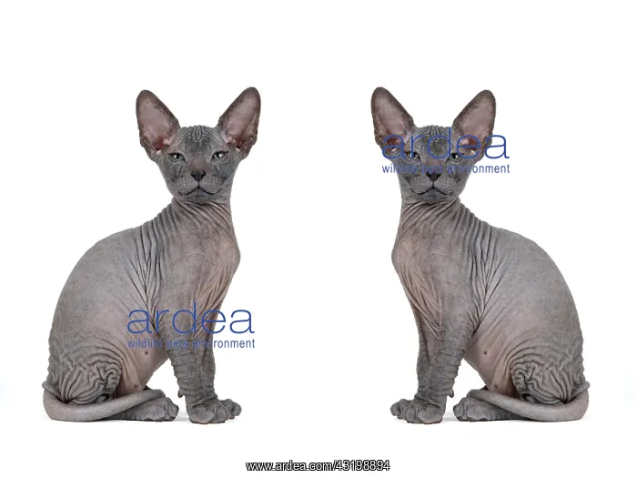  : Don Sphynx kitten, 8 weeks, mirrored image, colour