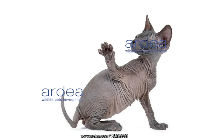 : Don Sphynx kitten, 8 weeks old, black, with a raised : Don Sphynx kitten, 8 weeks old, black, with a raised