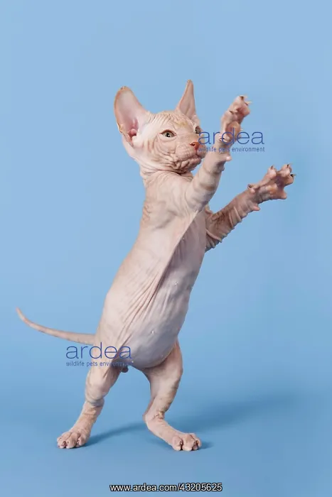 : Don Sphynx kitten, 8 weeks old, red, standing with : Don Sphynx kitten, 8 weeks old, red, standing with