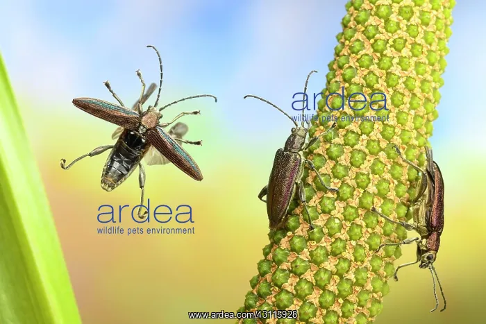 : Donacia semicuprea ( ) on the stem of the (Acorus : Donacia semicuprea ( ) on the stem of the (Acorus