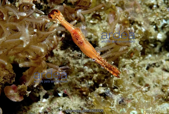  : Donald Duck Shrimp