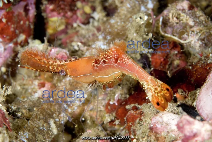  : Donald Duck Shrimp