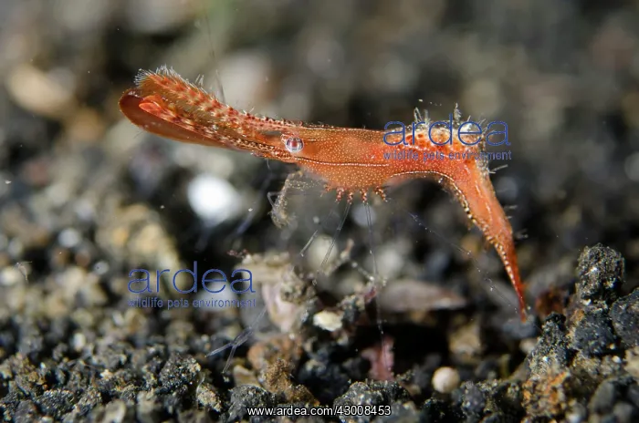 : Donald Duck Shrimp on black sand on night dive TK1 : Donald Duck Shrimp on black sand on night dive TK1
