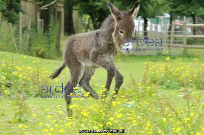  : Donkey baby 5 days old