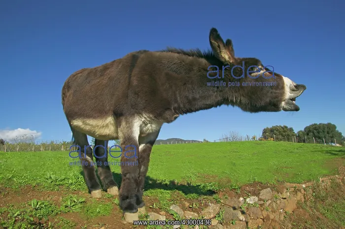  : Donkey Corsica, France