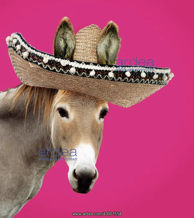 : Donkey wearing Sombrero Digital Manipulation : Donkey wearing Sombrero Digital Manipulation