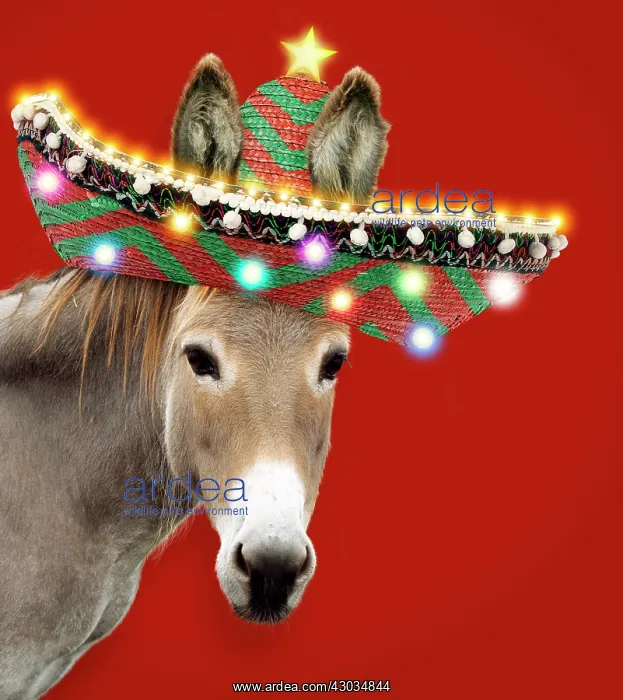 : Donkey - wearing a Christmas Sombrero with lights and a star Digital Manipulation : Donkey - wearing a Christmas Sombrero with lights and a star Digital Manipulation
