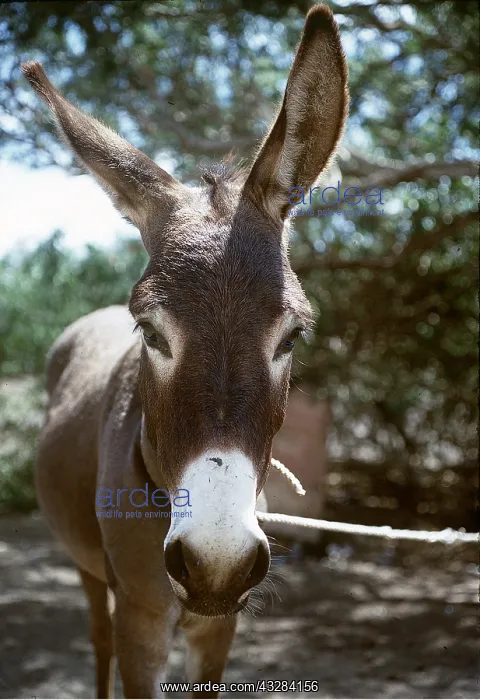 : DONKEY : DONKEY