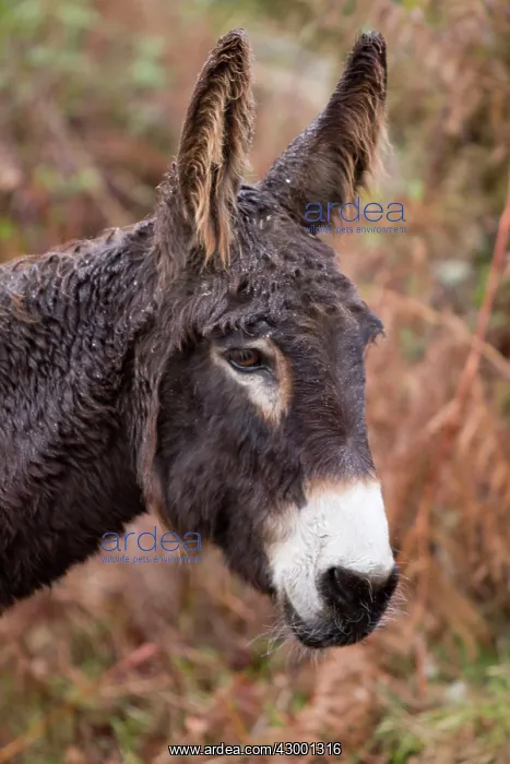 : Donkey - adult portrait : Donkey - adult portrait