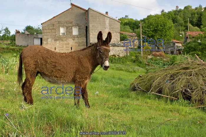  : Donkey adult standing in field in residential area