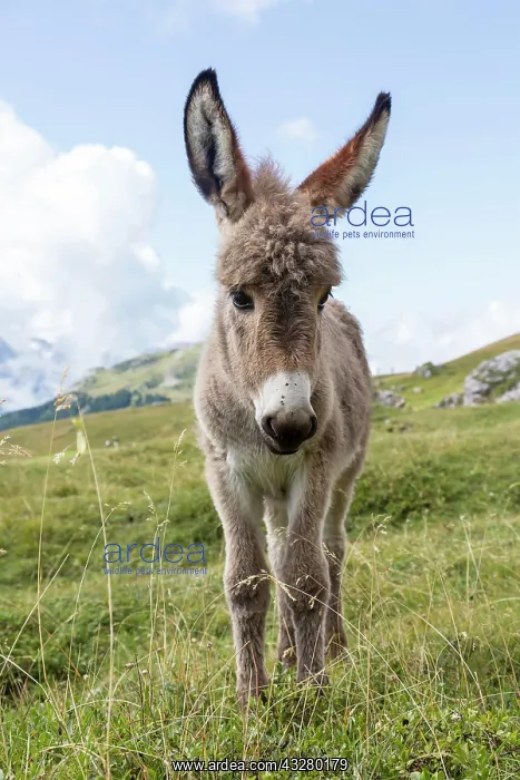: Donkey on alpine meadow, South Tyrolean Alps, Dolomites : Donkey on alpine meadow, South Tyrolean Alps, Dolomites