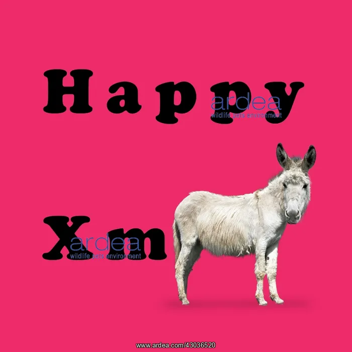  : Donkey  /  Ass, Happy Christmas  /  xmas