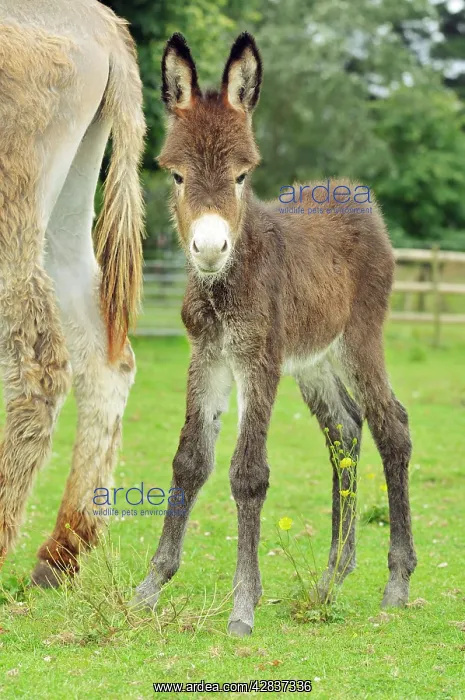  : Donkey - baby 5 days old