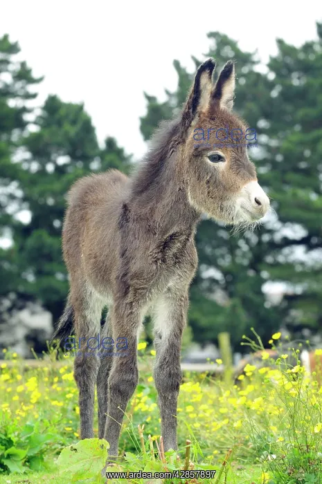 : Donkey, baby 5 days old : Donkey, baby 5 days old