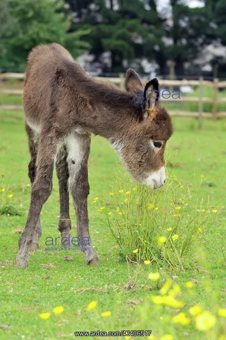  : Donkey - baby 5 days old