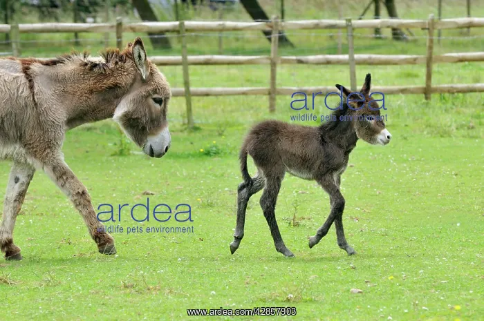 : Donkey, baby 5 days old with adult : Donkey, baby 5 days old with adult