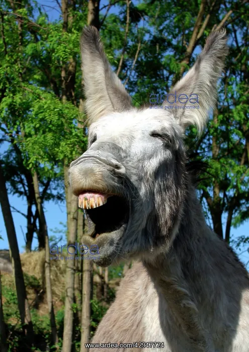  : Donkey - Braying