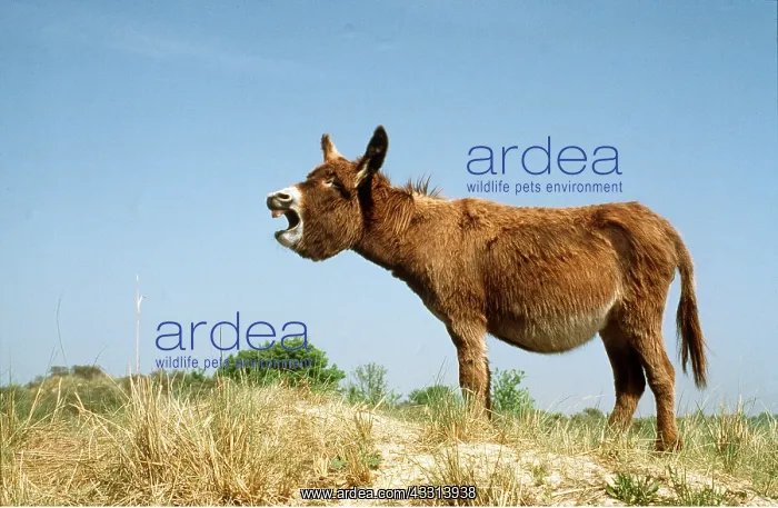 : DONKEY - braying, side view : DONKEY - braying, side view