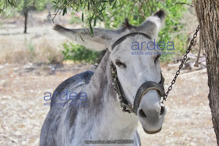 : Donkey with bridle chained to tree, Andalusia, Spain : Donkey with bridle chained to tree, Andalusia, Spain