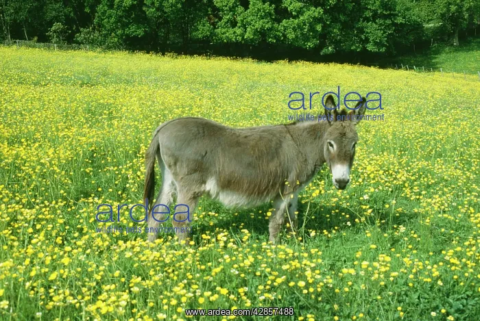  : DONKEY - In buttercup field