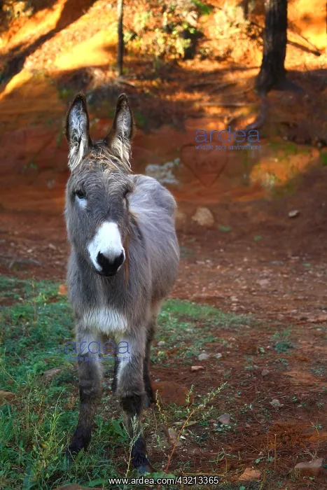 : Donkey in a career ocher Provence France : Donkey in a career ocher Provence France