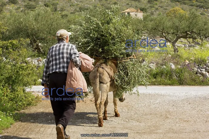 : Donkey carrying heavy load of olive branches : Donkey carrying heavy load of olive branches